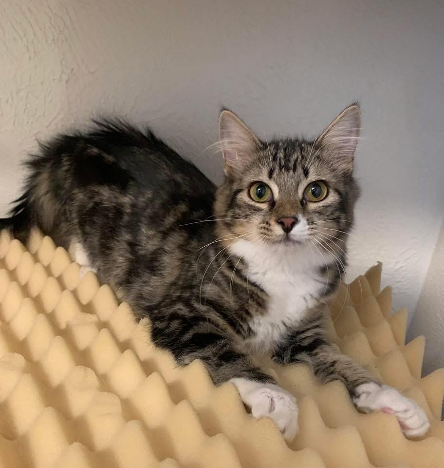 Stormy, Adoptable, Adult Female Domestic Short Hair.