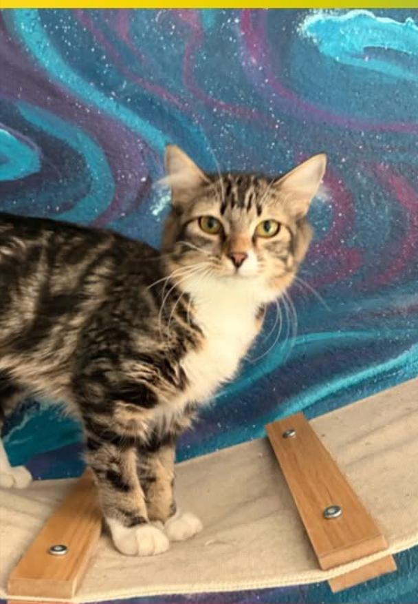 Enlarge Stormy, a Adoptable mixed breed in Lafayette, CO image 2/3