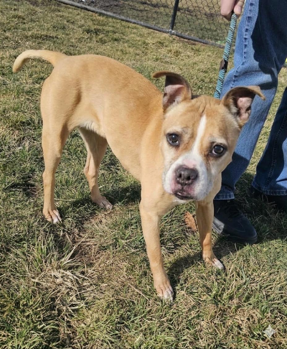 Joy, ADOPTABLE, Senior Female Boxer & Pug.