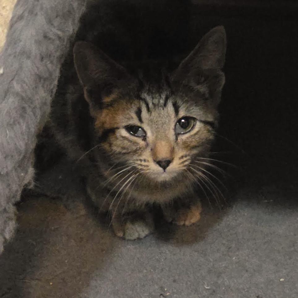 Adare C12798, Adoptable, Kitten Female Domestic Short Hair.