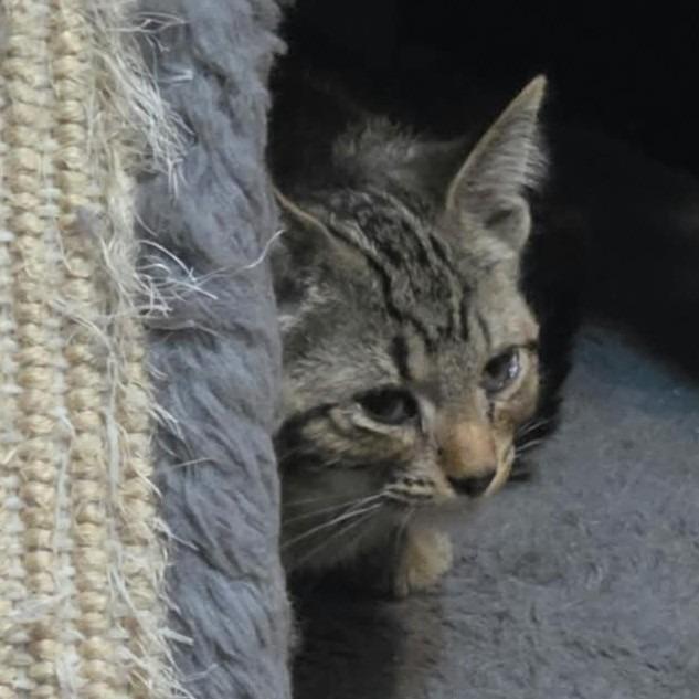 Enlarge Adare C12798, a Adoptable Domestic Short Hair in Elk River, MN image 2/3