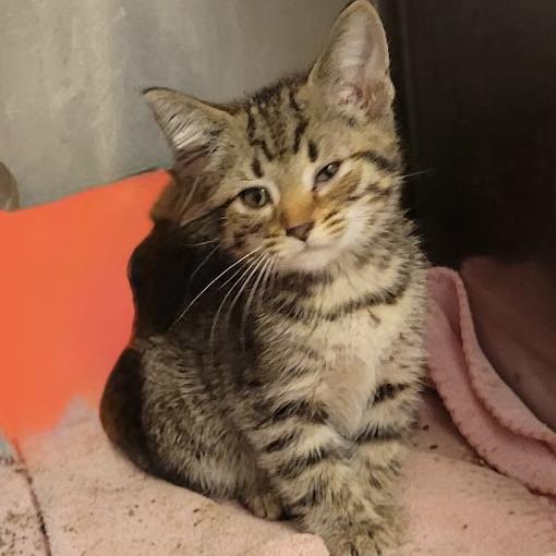Enlarge Adare C12798, a Adoptable Domestic Short Hair in Elk River, MN image 3/3