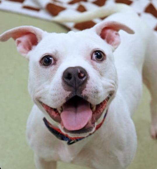 Enlarge Sylvie, a ADOPTABLE mixed breed in Palatine, IL image 1/1