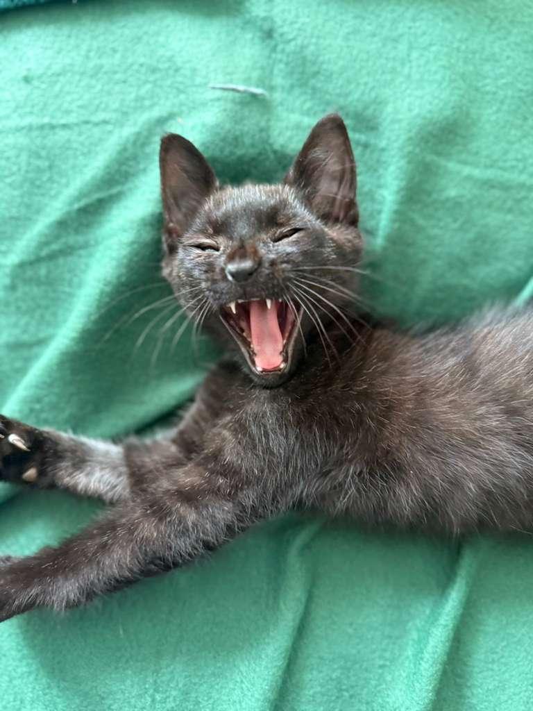 Enlarge Billy, a Adoptable Domestic Short Hair in Brooklyn, NY image 2/5