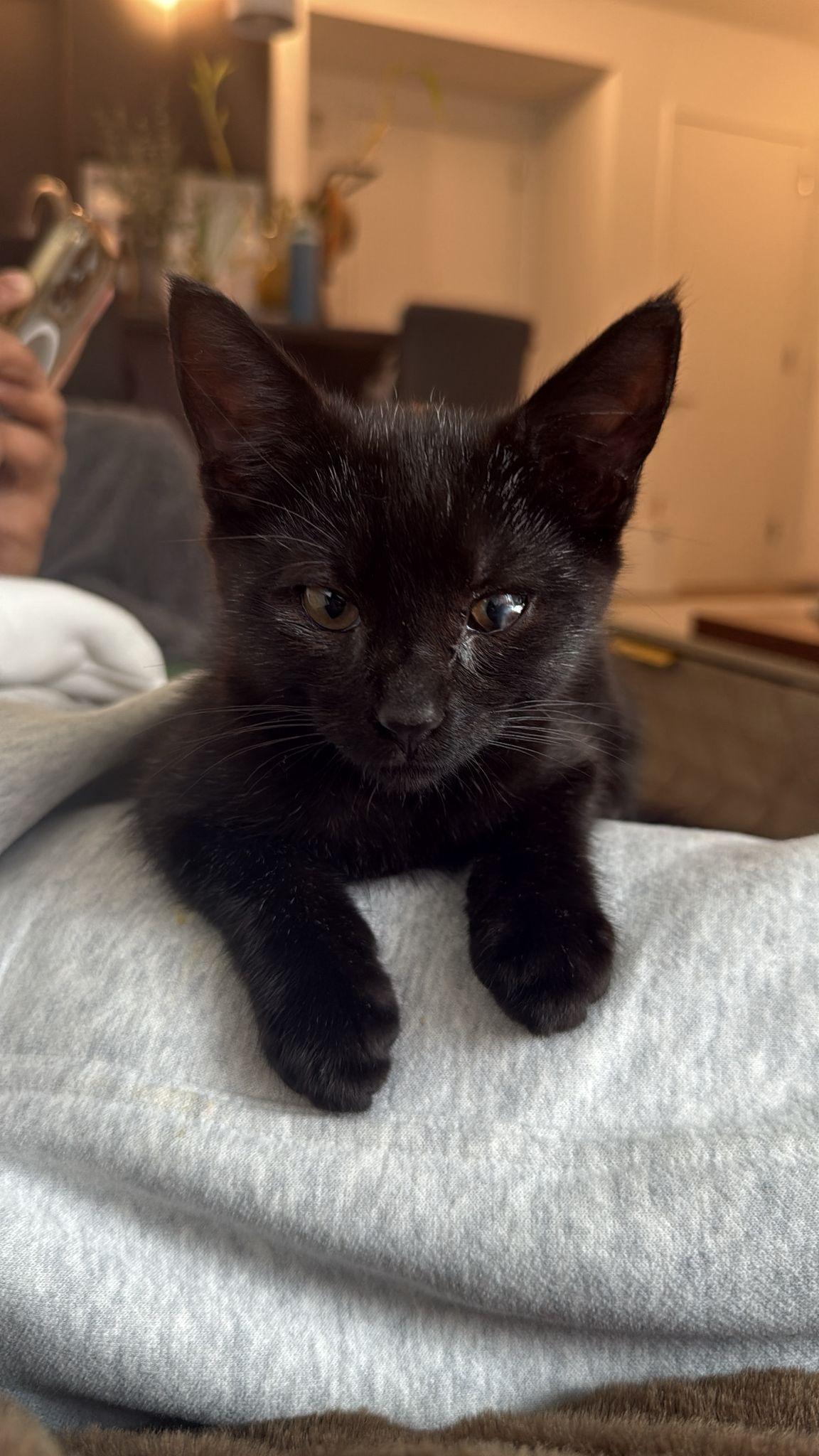 Enlarge Billy, a Adoptable Domestic Short Hair in Brooklyn, NY image 3/5