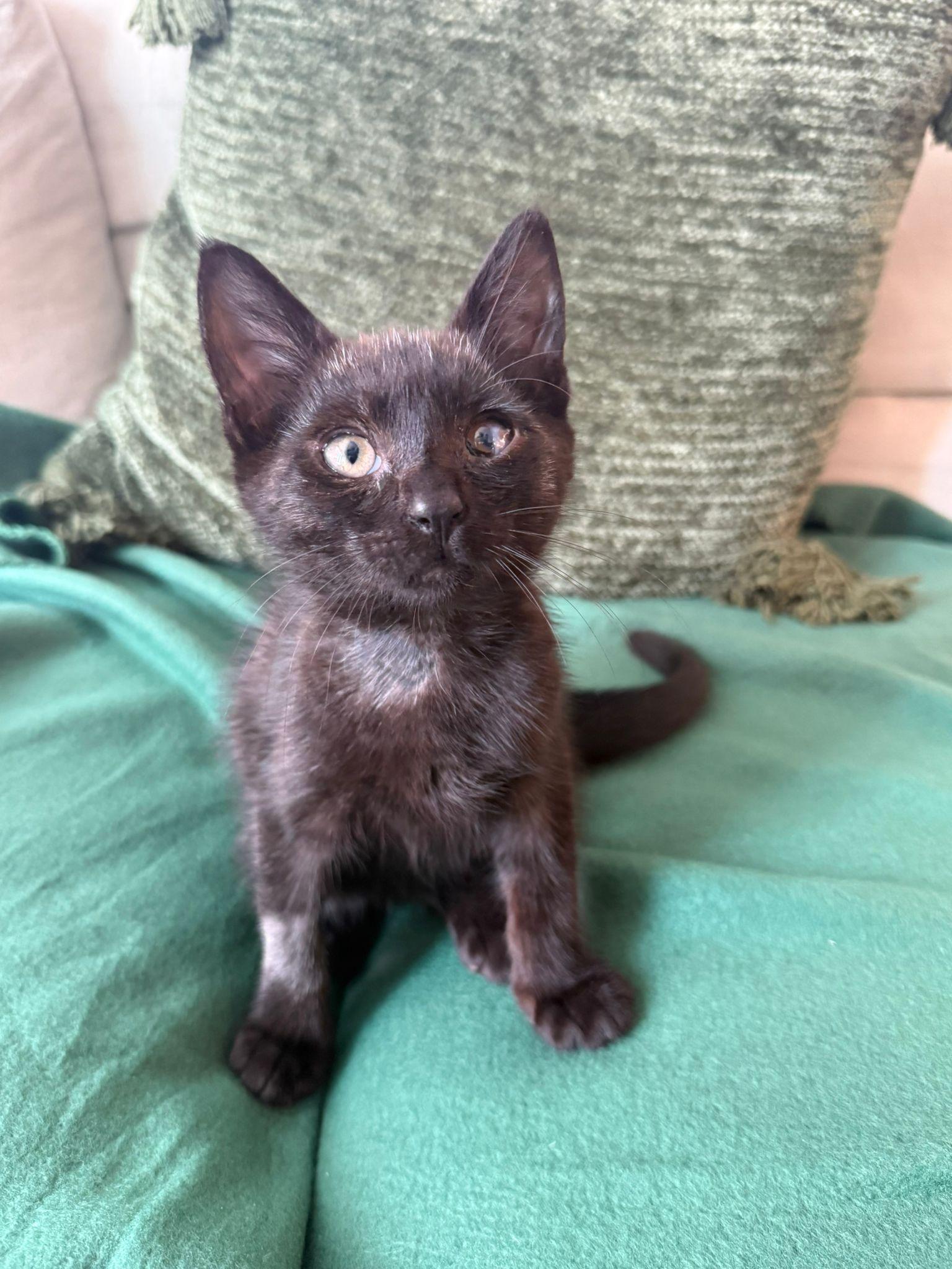 Enlarge Billy, a Adoptable Domestic Short Hair in Brooklyn, NY image 4/5