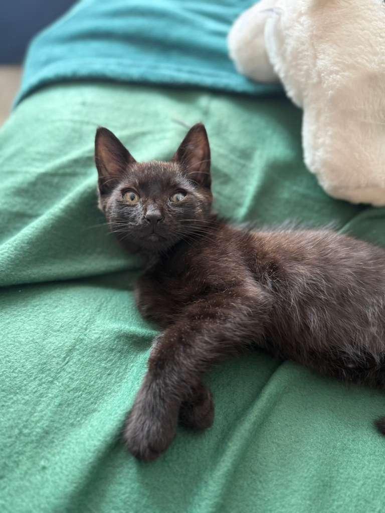 Enlarge Billy, a Adoptable Domestic Short Hair in Brooklyn, NY image 5/5