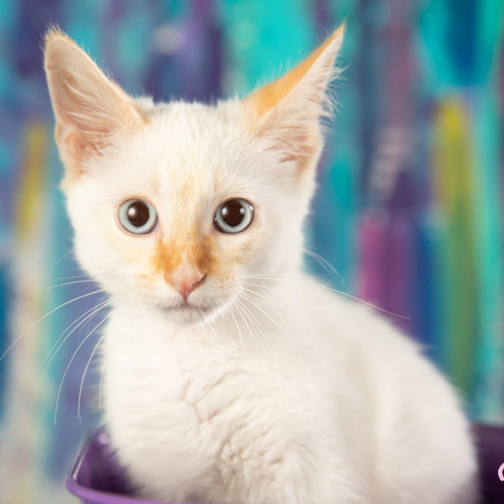 Nash, Adoptable, Adult Male Domestic Short Hair & Siamese.