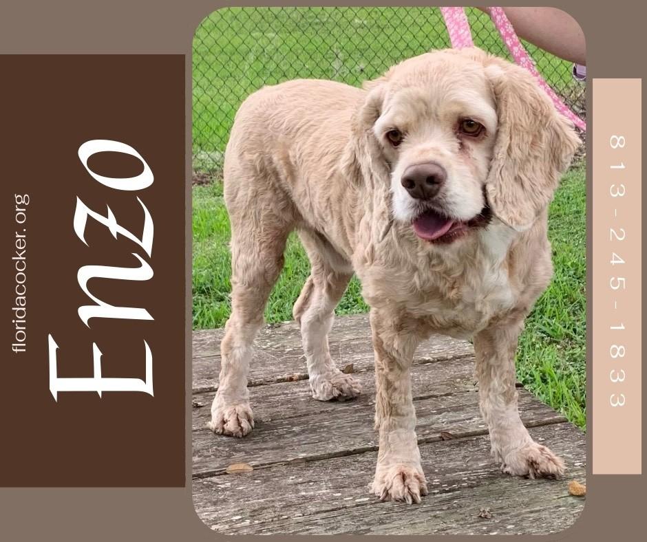 Enzo, Adoptable, Adult Male Cocker Spaniel.