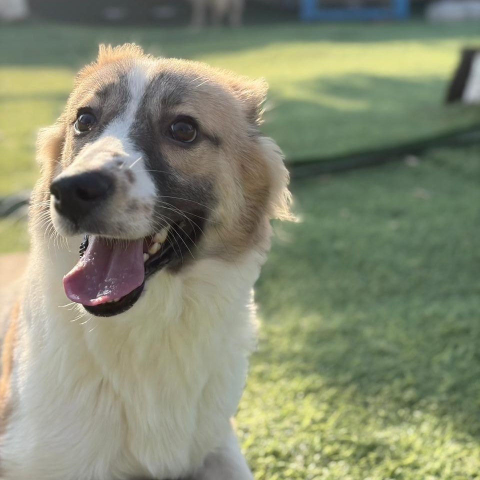 Enlarge Taj, a Adoptable mixed breed in Philadelphia, PA image 4/6