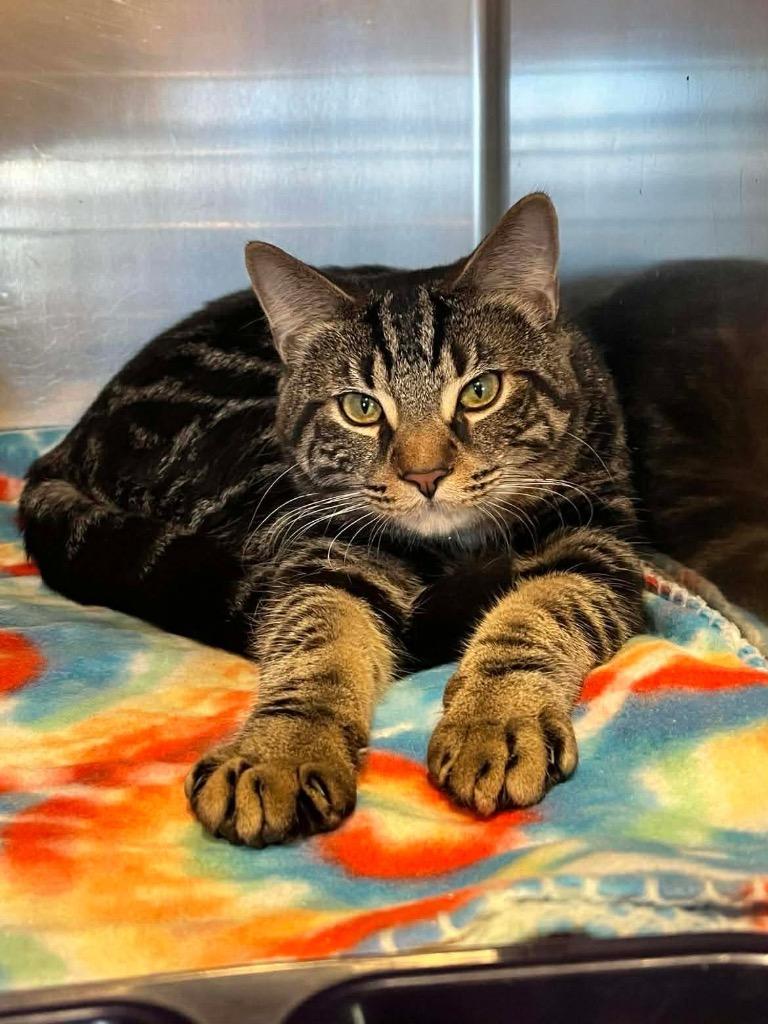 Dapper, Adopted, Young Male Domestic Short Hair.