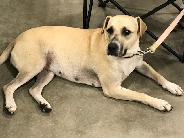 Enlarge Lexi, a Adoptable mixed breed in Tampa, FL image 3/5