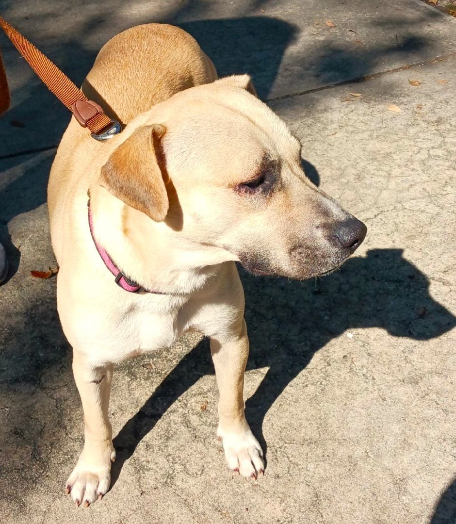 Enlarge Lexi, a Adoptable mixed breed in Tampa, FL image 5/5