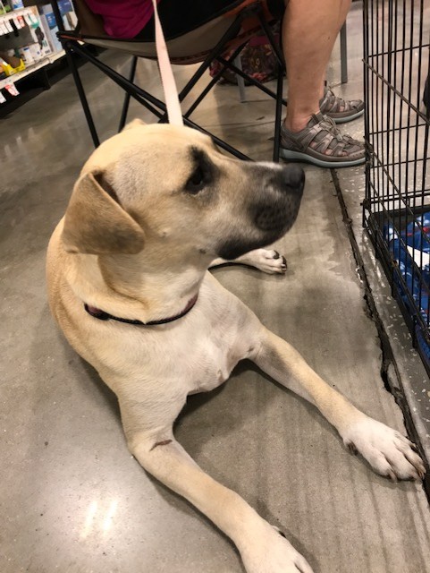 Enlarge Lexi, a Adoptable mixed breed in Tampa, FL image 4/5