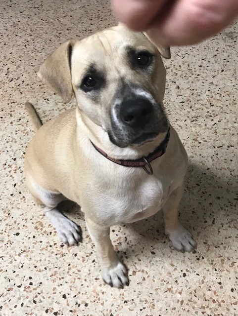 Lexi, Adoptable, Adult Female Labrador Retriever & Black Mouth Cur.