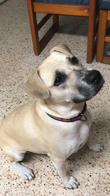 Enlarge Lexi, a Adoptable mixed breed in Tampa, FL image 2/5