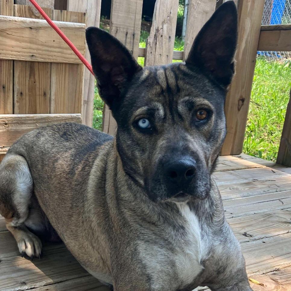Enlarge Roxy, a Adoptable mixed breed in Pulaski, TN image 2/2