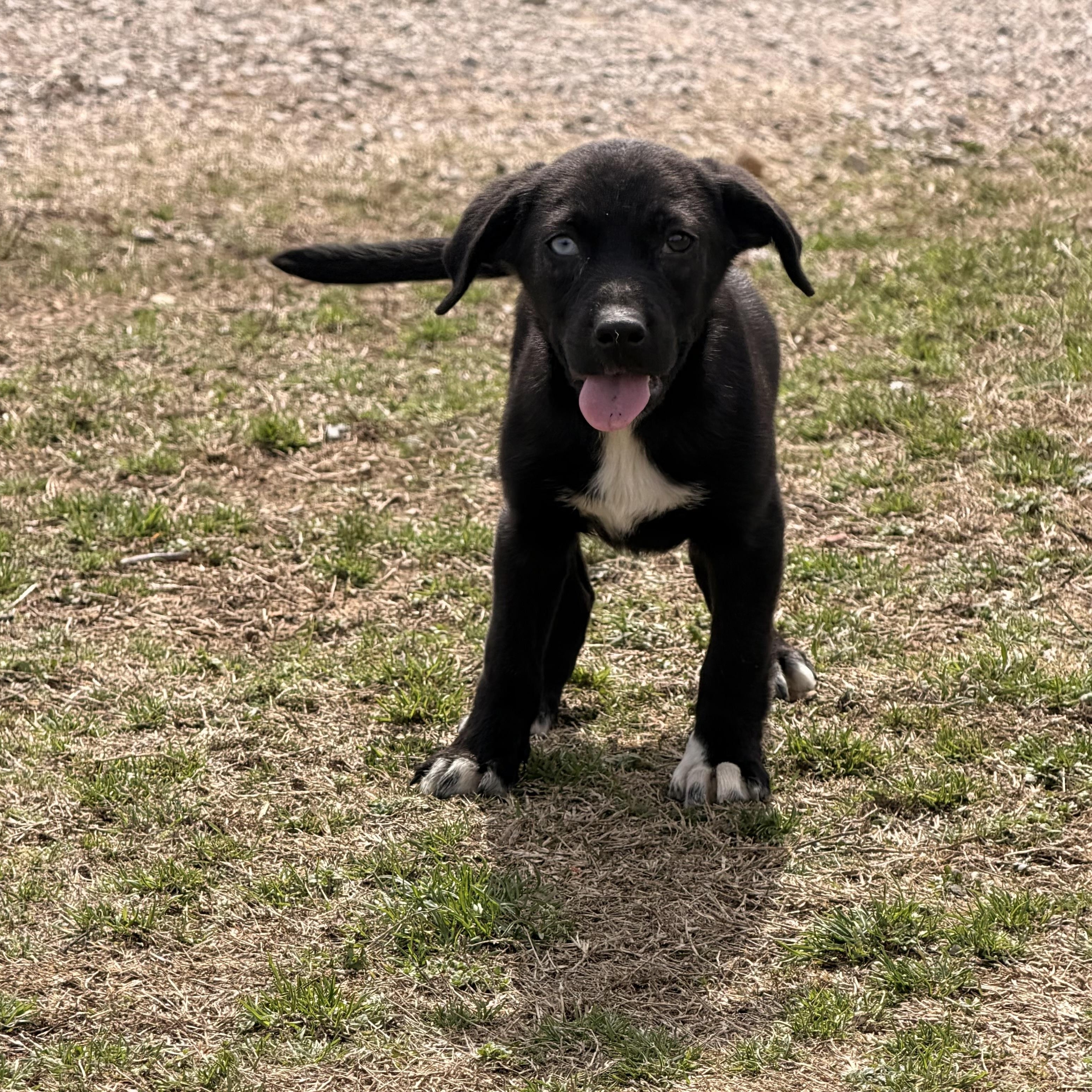 Enlarge Cali, a Adoptable mixed breed in Roanoke, VA image 1/4