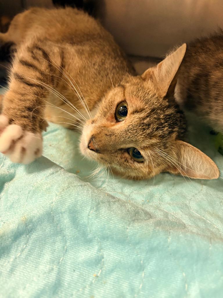 Velocita, Adoptable, Young Female Domestic Short Hair.
