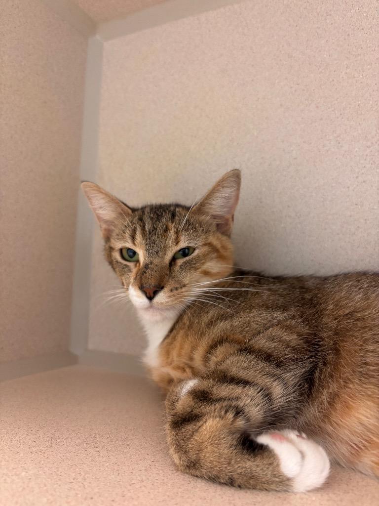 Velocita, a Adoptable mixed breed in Morgantown, KY image 2/2