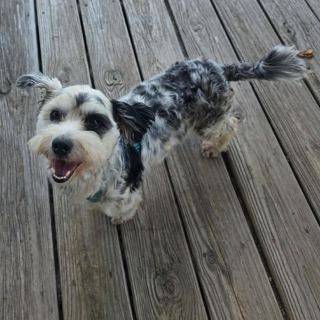 Clam, Adopted, Young Male Miniature Schnauzer.
