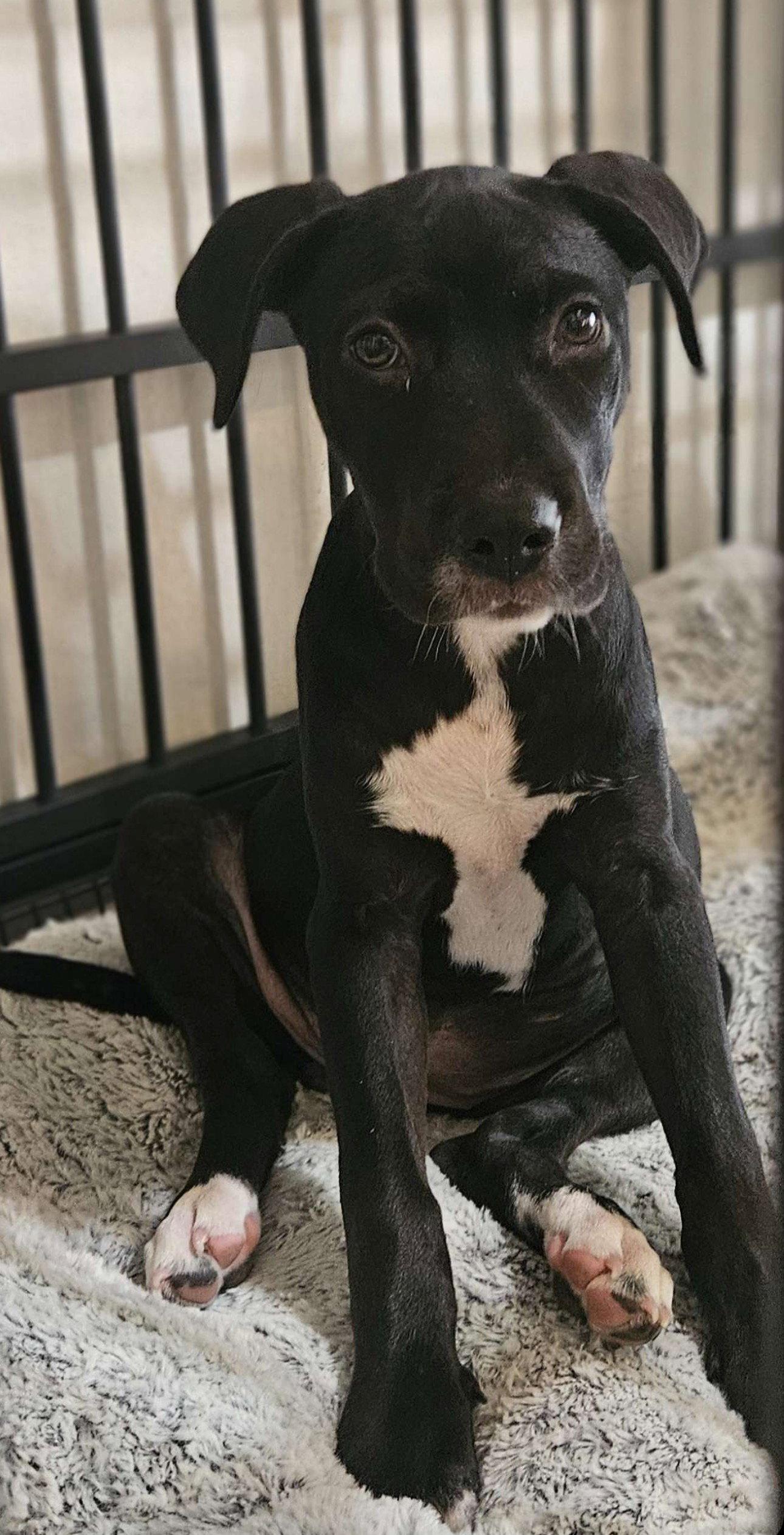 Calliope, Adopted, Puppy Female Labrador Retriever & Pit Bull Terrier.