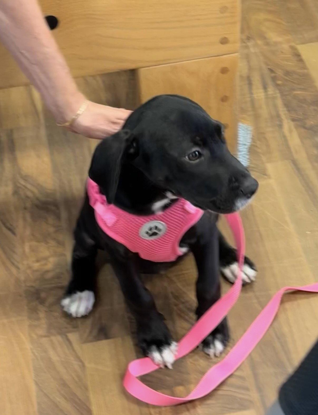 Calliope, a Adopted mixed breed in Fort Worth, TX image 2/3