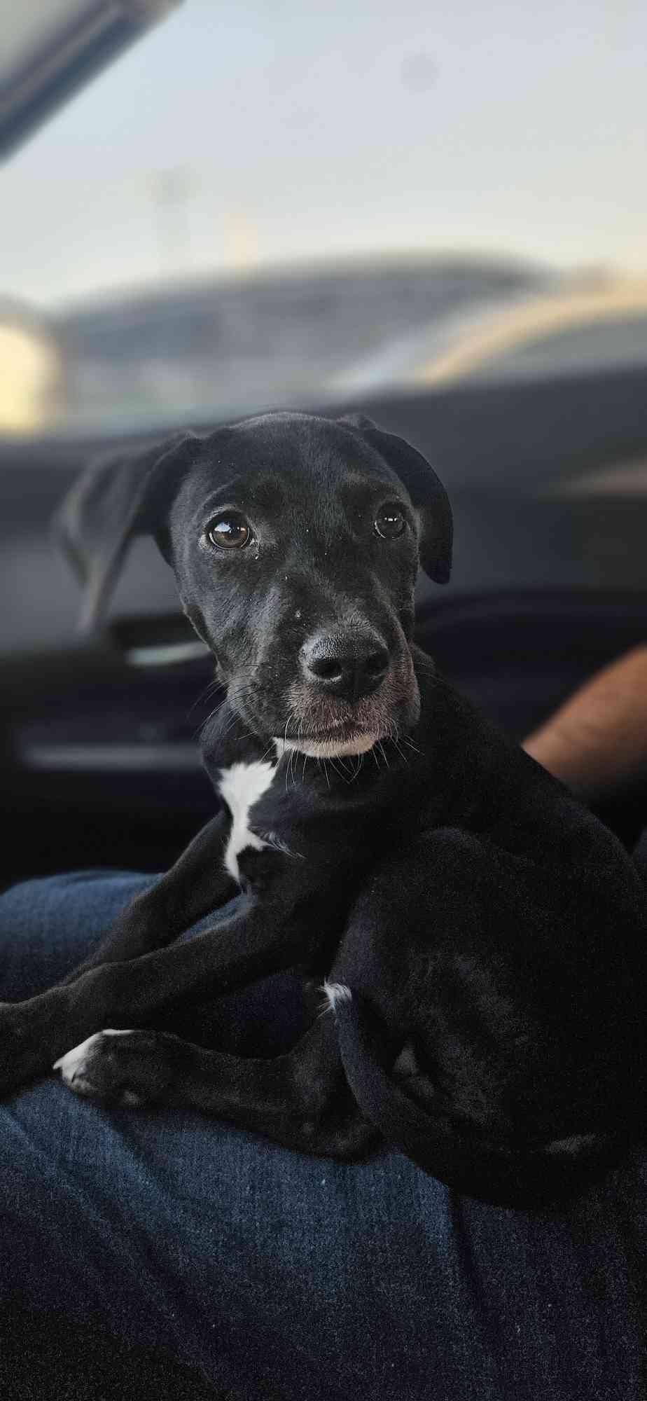 Calliope, a Adopted mixed breed in Fort Worth, TX image 3/3