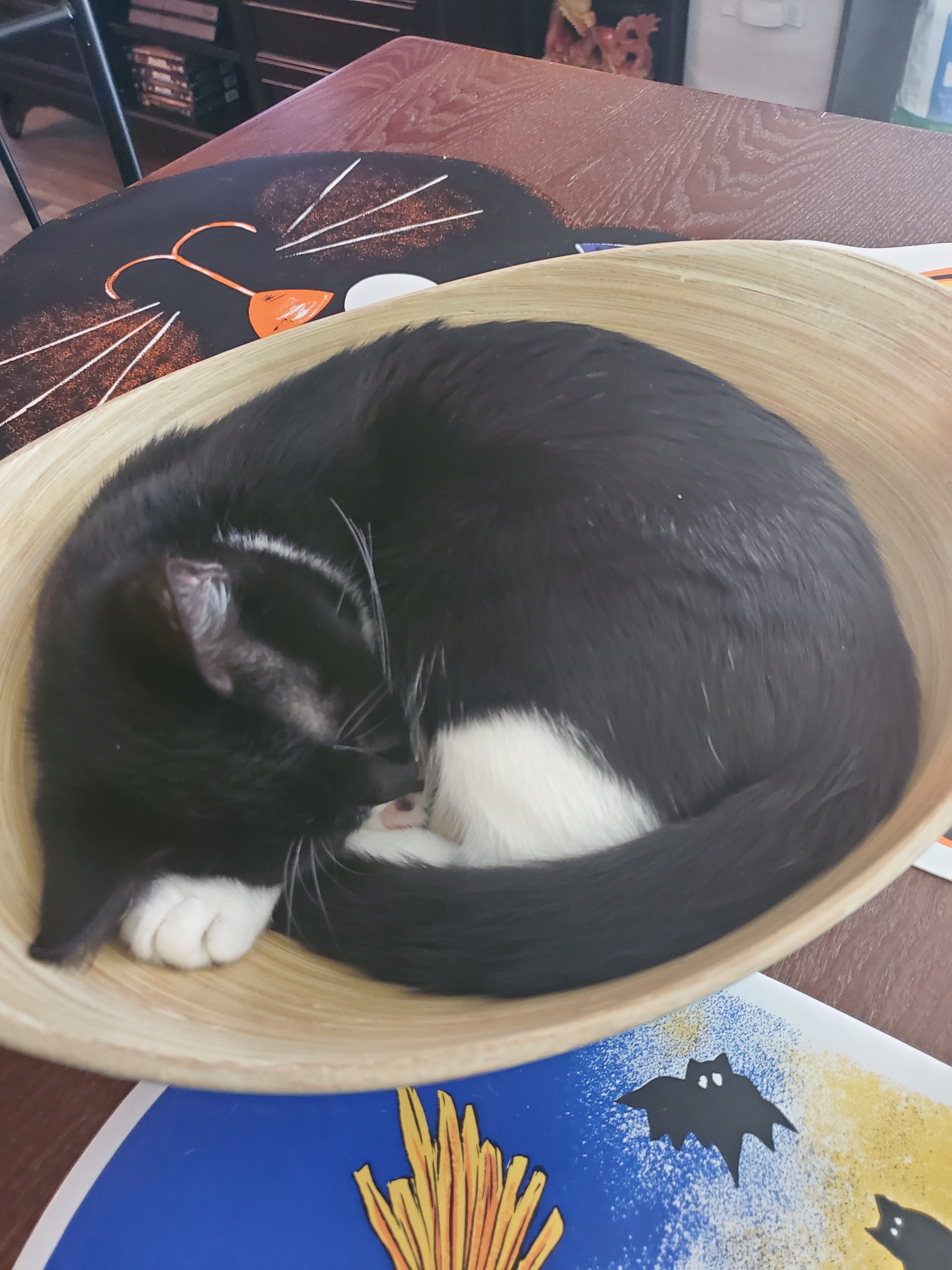 Toa, Adoptable, Young Female Domestic Short Hair.