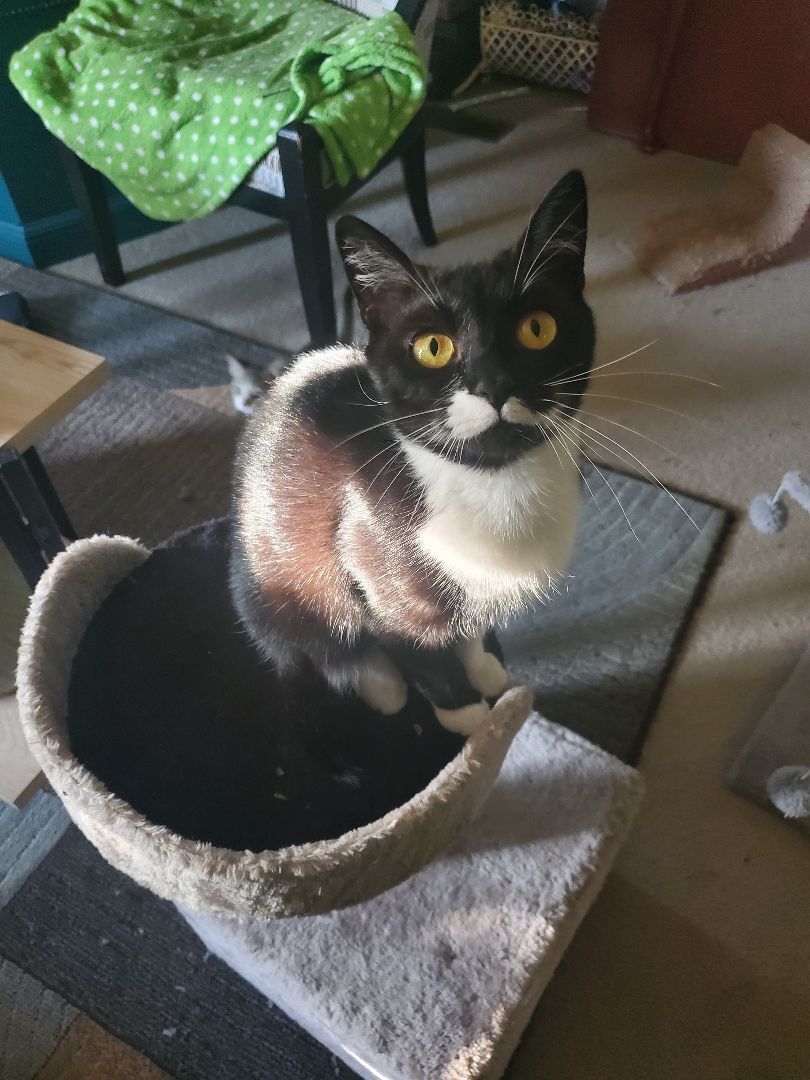 Toa, a Adoptable mixed breed in Ripley, TN image 2/12