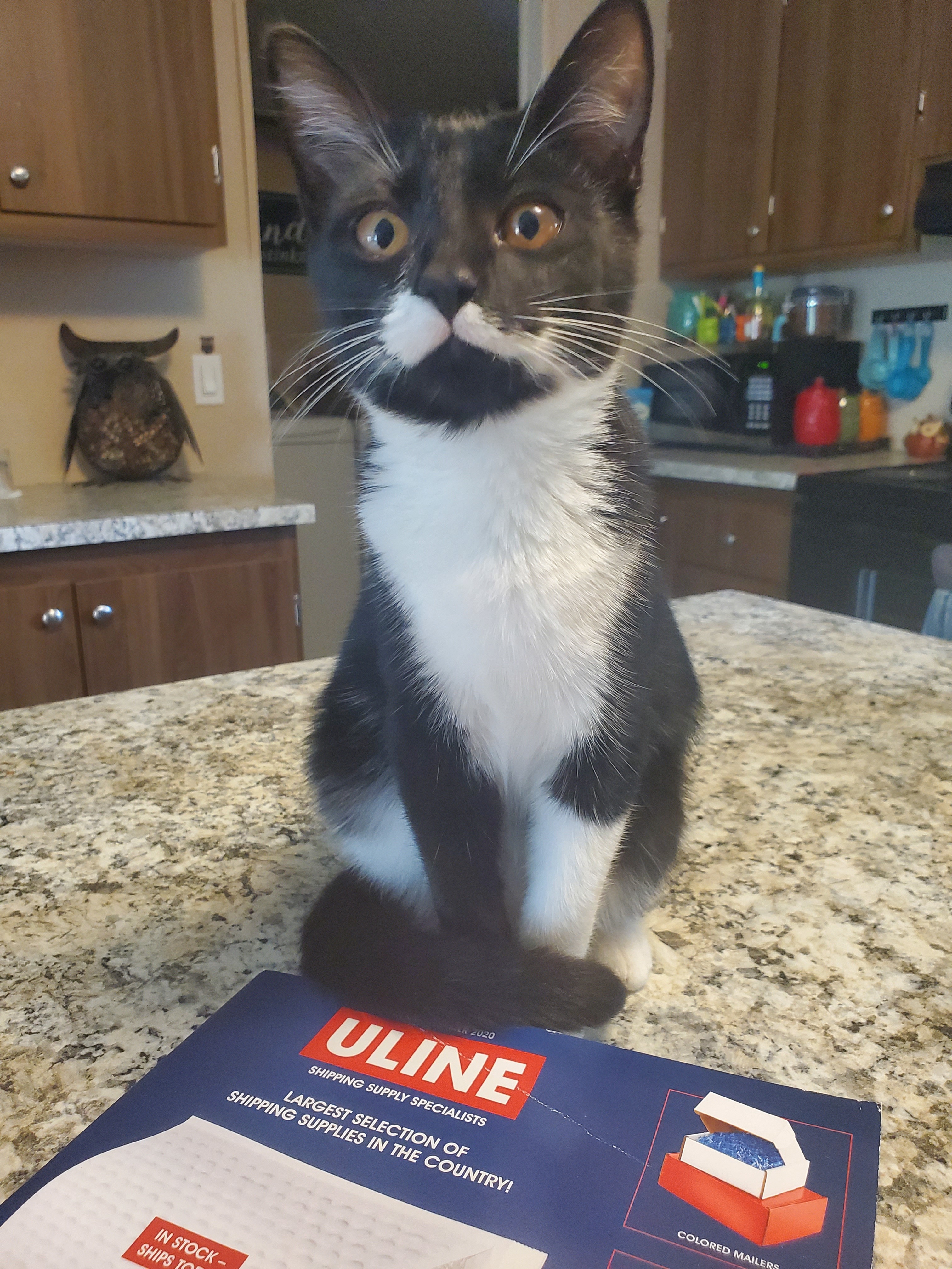 Toa, a Adoptable mixed breed in Ripley, TN image 3/12