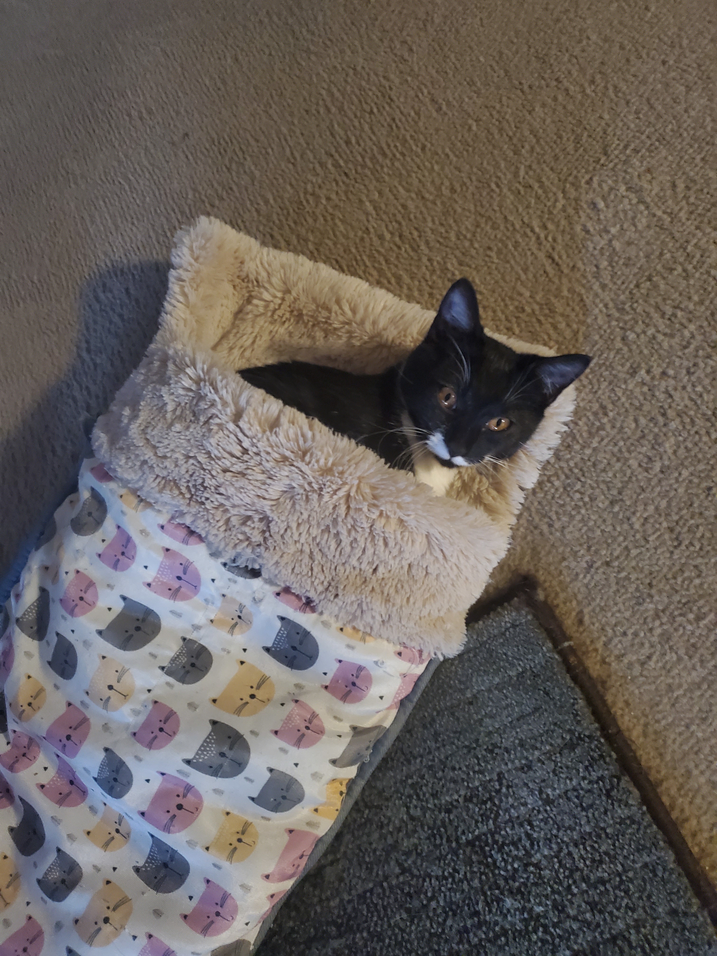 Toa, a Adoptable mixed breed in Ripley, TN image 4/12