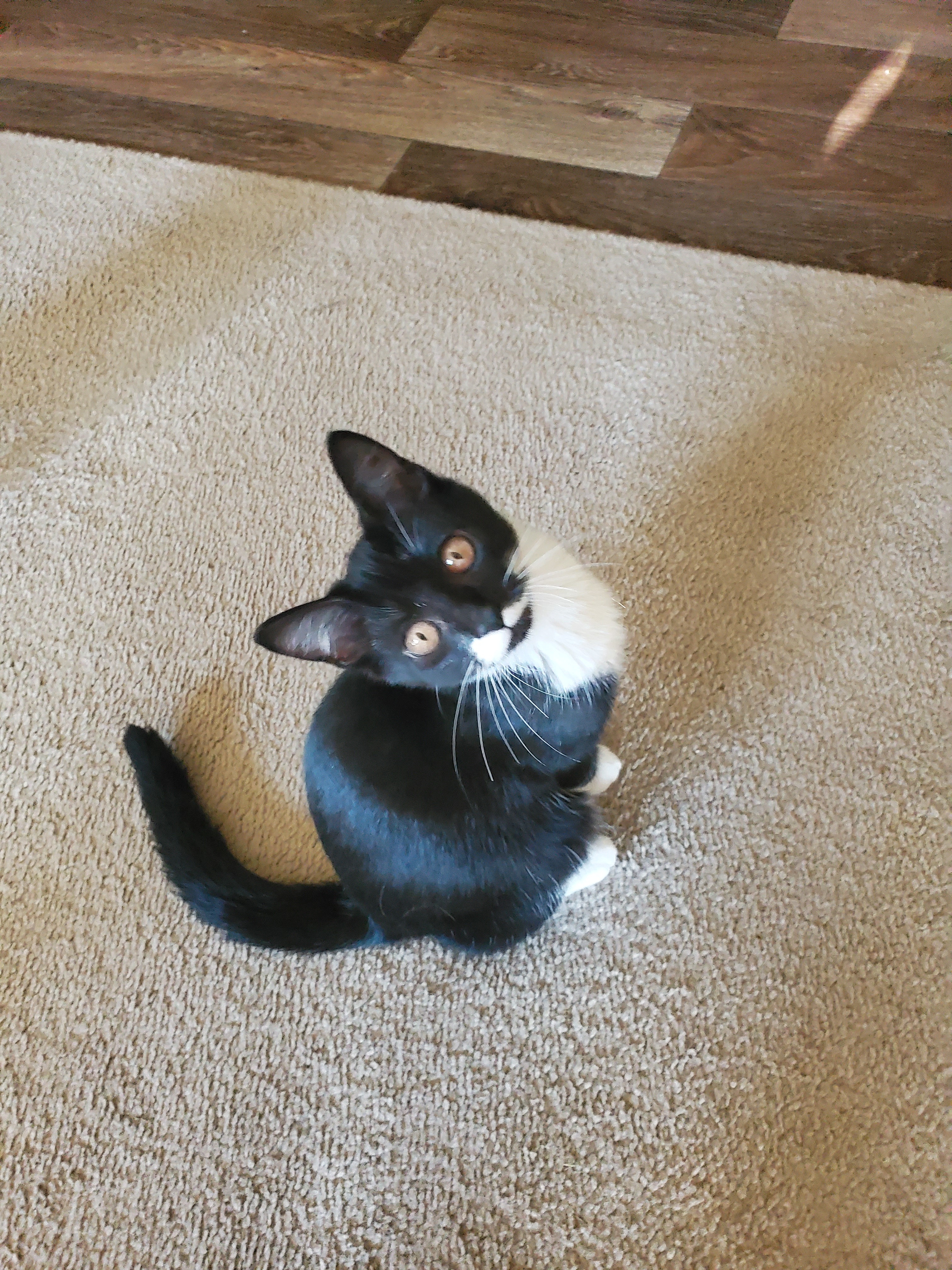 Toa, a Adoptable mixed breed in Ripley, TN image 5/12