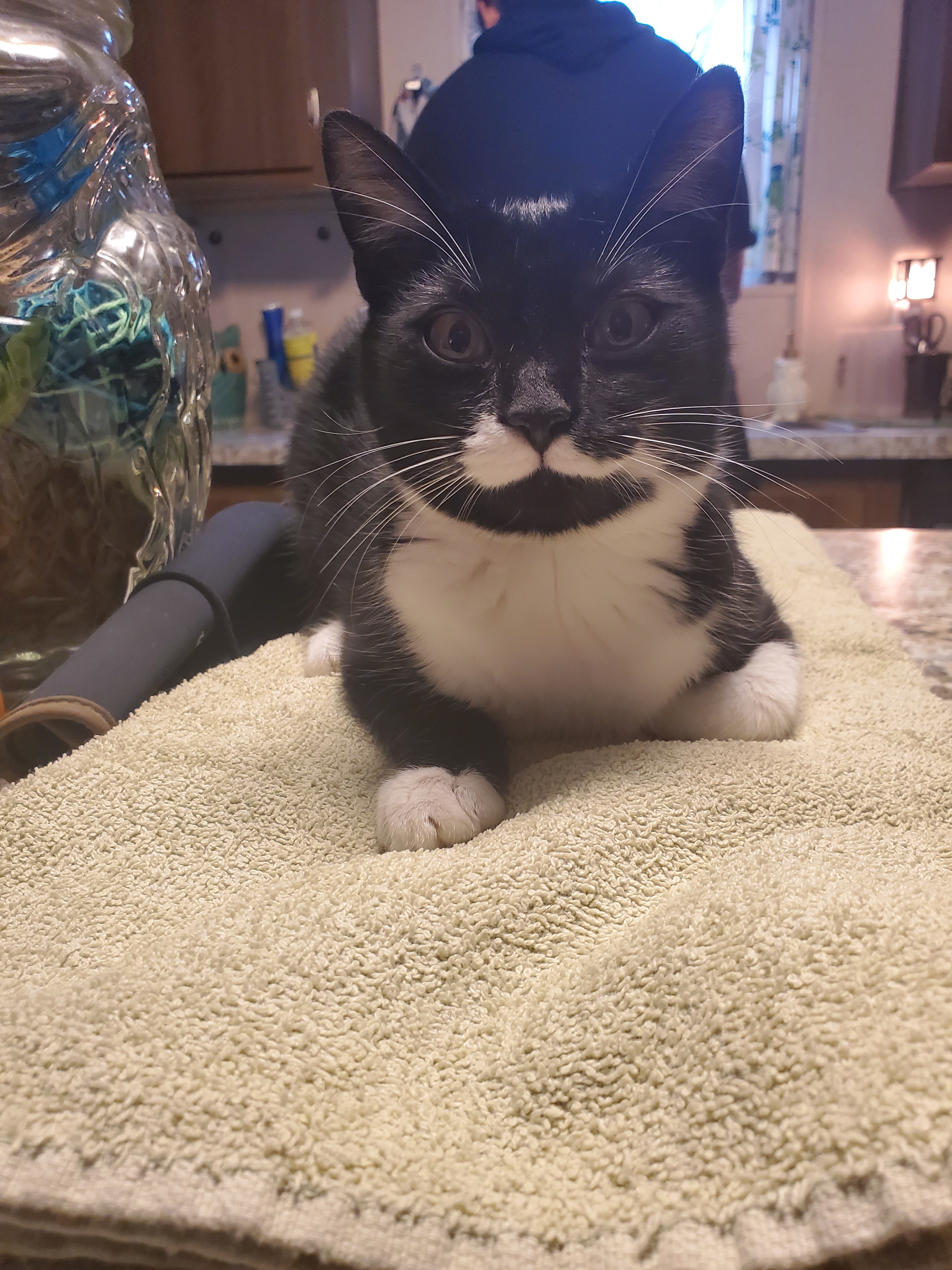 Toa, a Adoptable mixed breed in Ripley, TN image 6/12