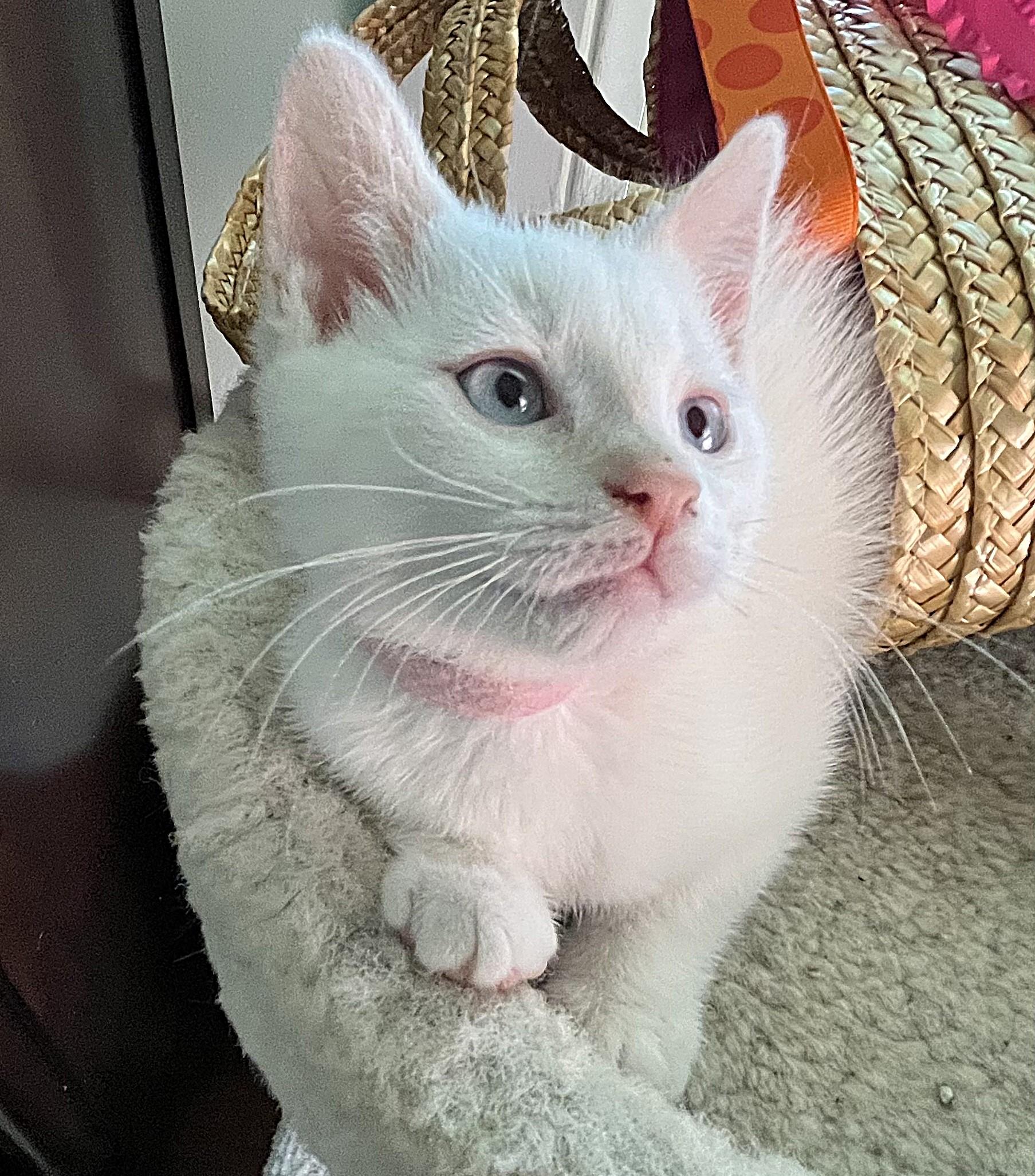 Enlarge Venus/Flora, a ADOPTABLE mixed breed in Rocky Hill, CT image 5/5