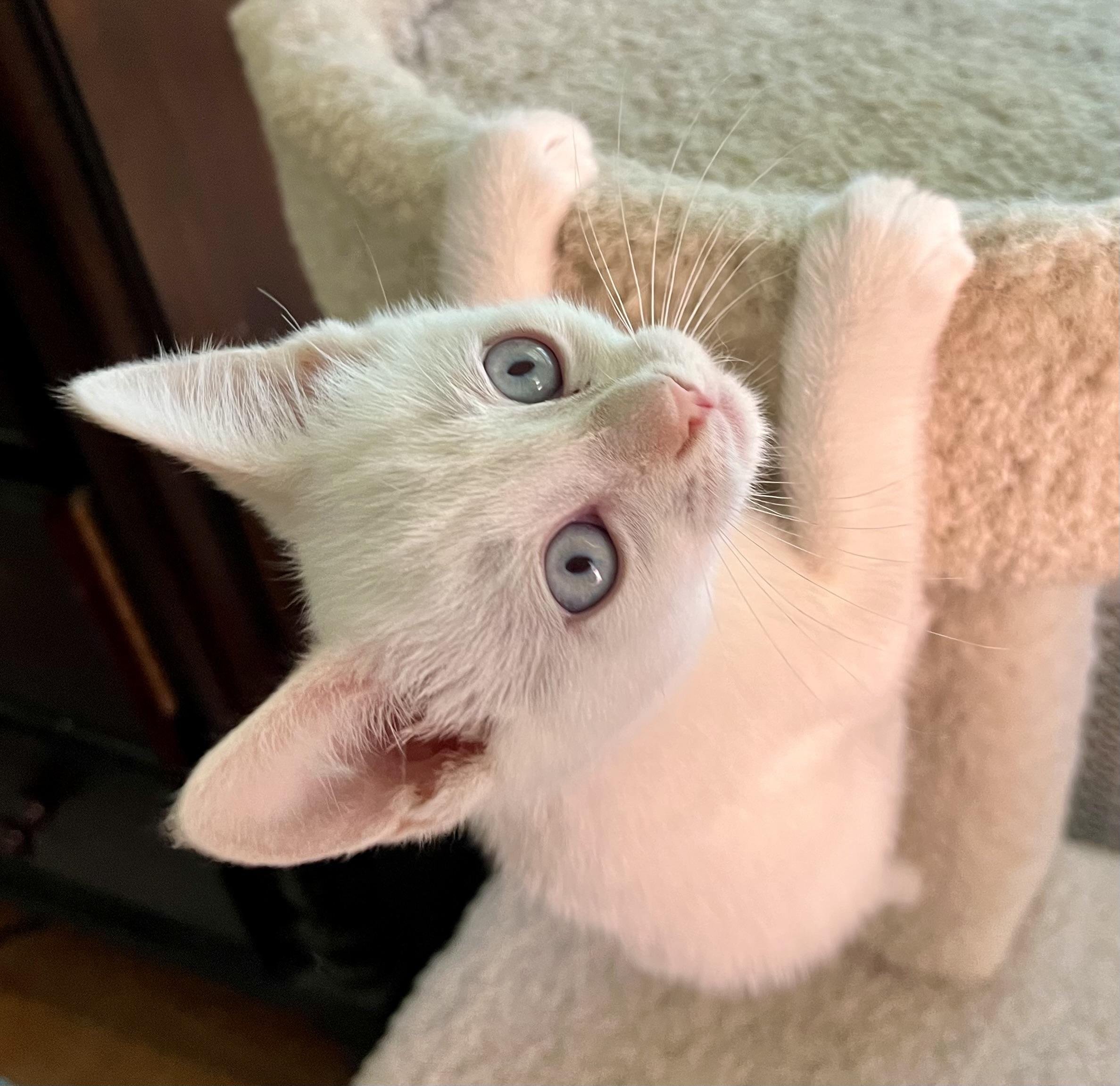 Venus/Flora, ADOPTABLE, Kitten Female Domestic Short Hair.