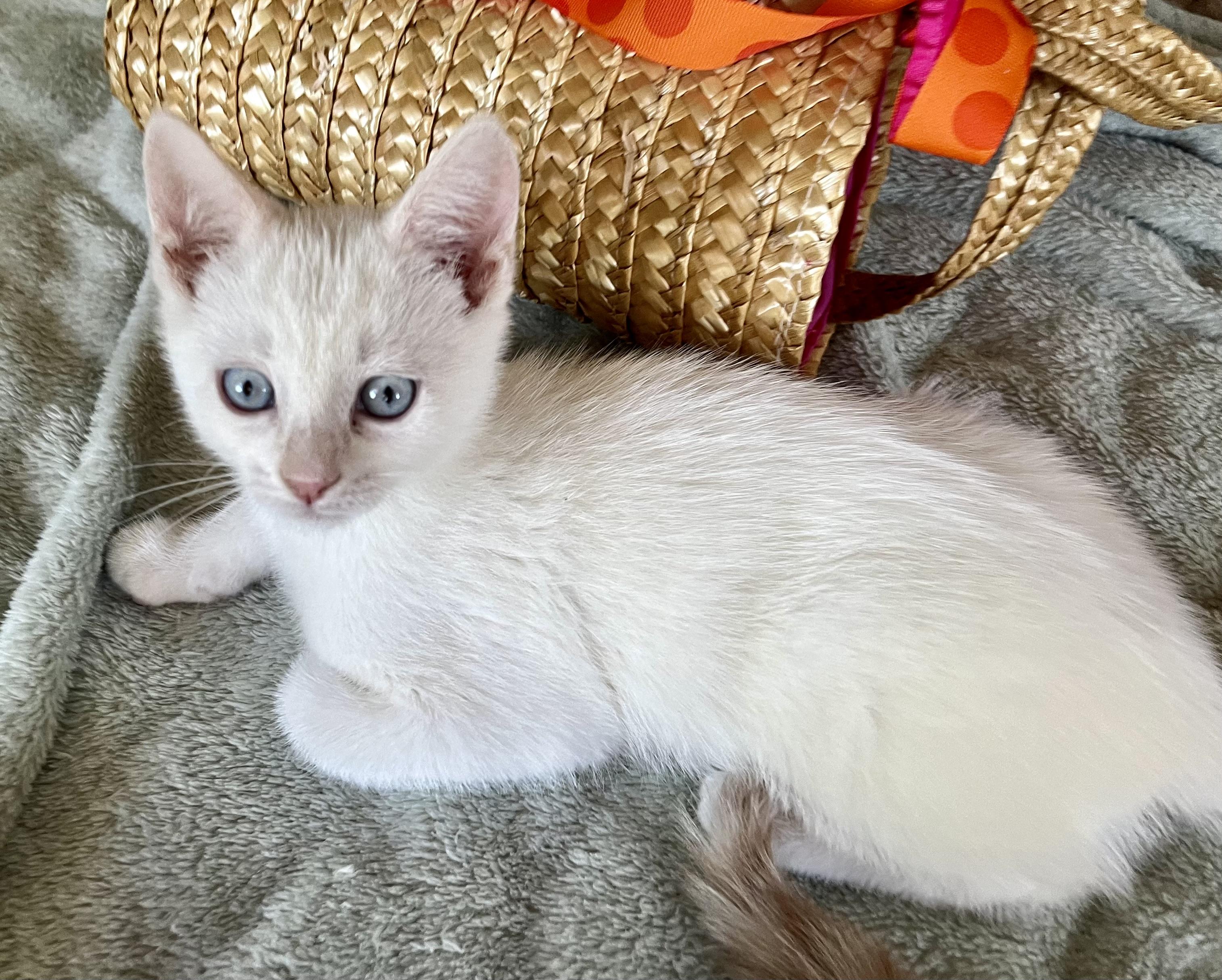 Enlarge Venus/Flora, a ADOPTABLE mixed breed in Rocky Hill, CT image 2/5