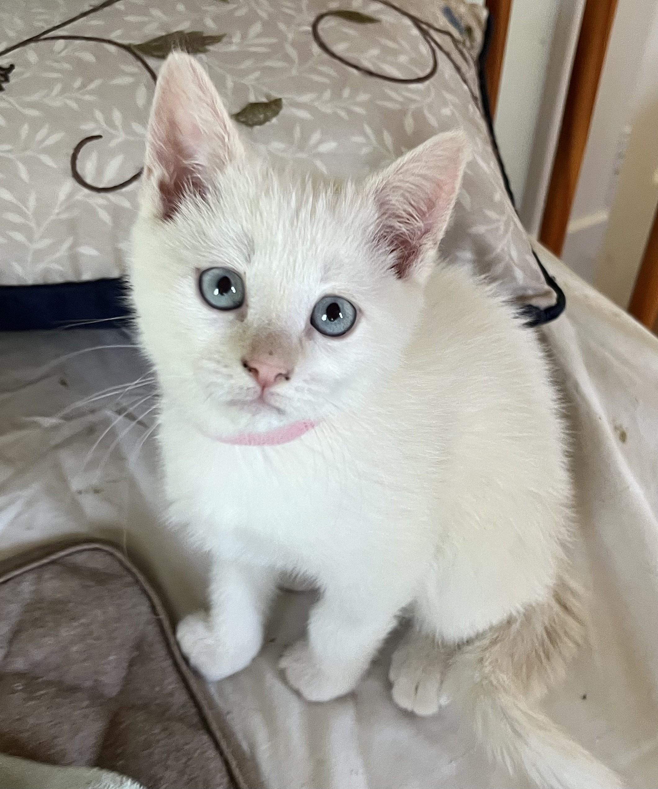 Enlarge Venus/Flora, a ADOPTABLE mixed breed in Rocky Hill, CT image 3/5
