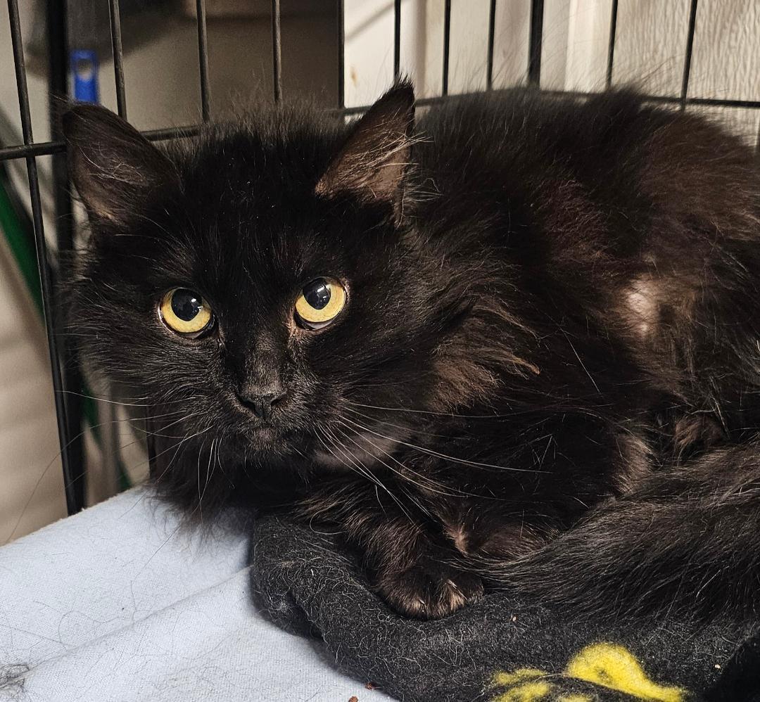 Enlarge PEARL, a Adoptable Domestic Long Hair in Du Quoin, IL image 1/1