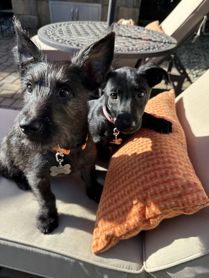 Enlarge Lena (3 Ladies and a Lad), a ADOPTABLE mixed breed in Redwood City, CA image 6/6