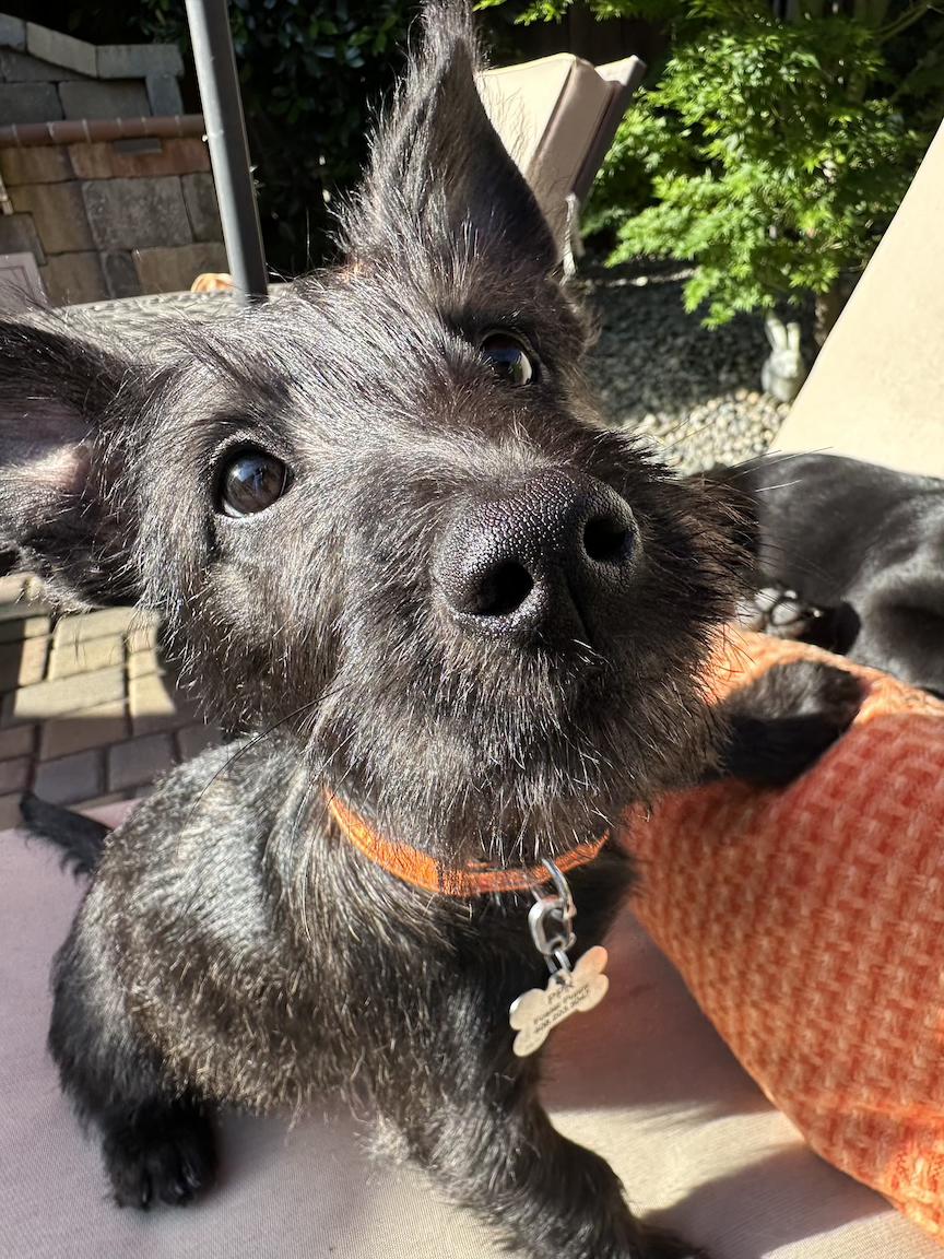 Enlarge Lena (3 Ladies and a Lad), a ADOPTABLE mixed breed in Redwood City, CA image 4/6