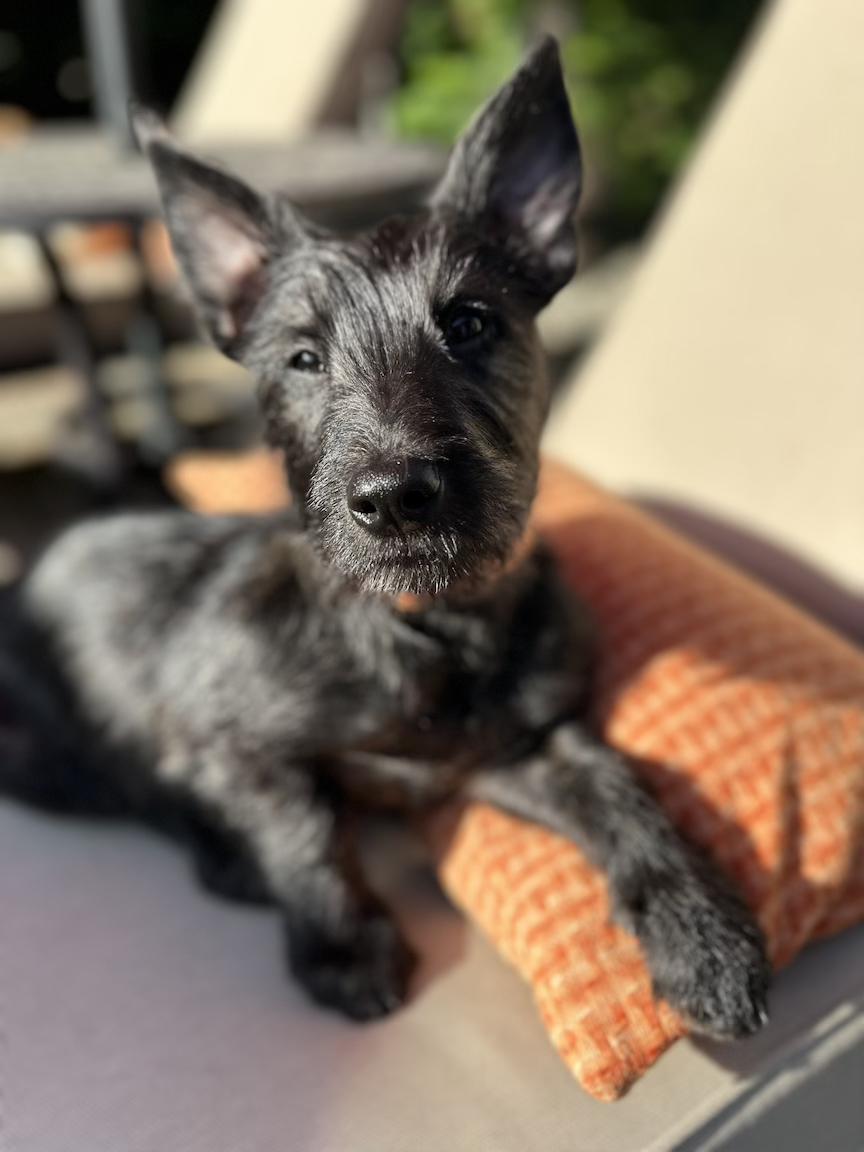 Enlarge Lena (3 Ladies and a Lad), a ADOPTABLE mixed breed in Redwood City, CA image 2/6