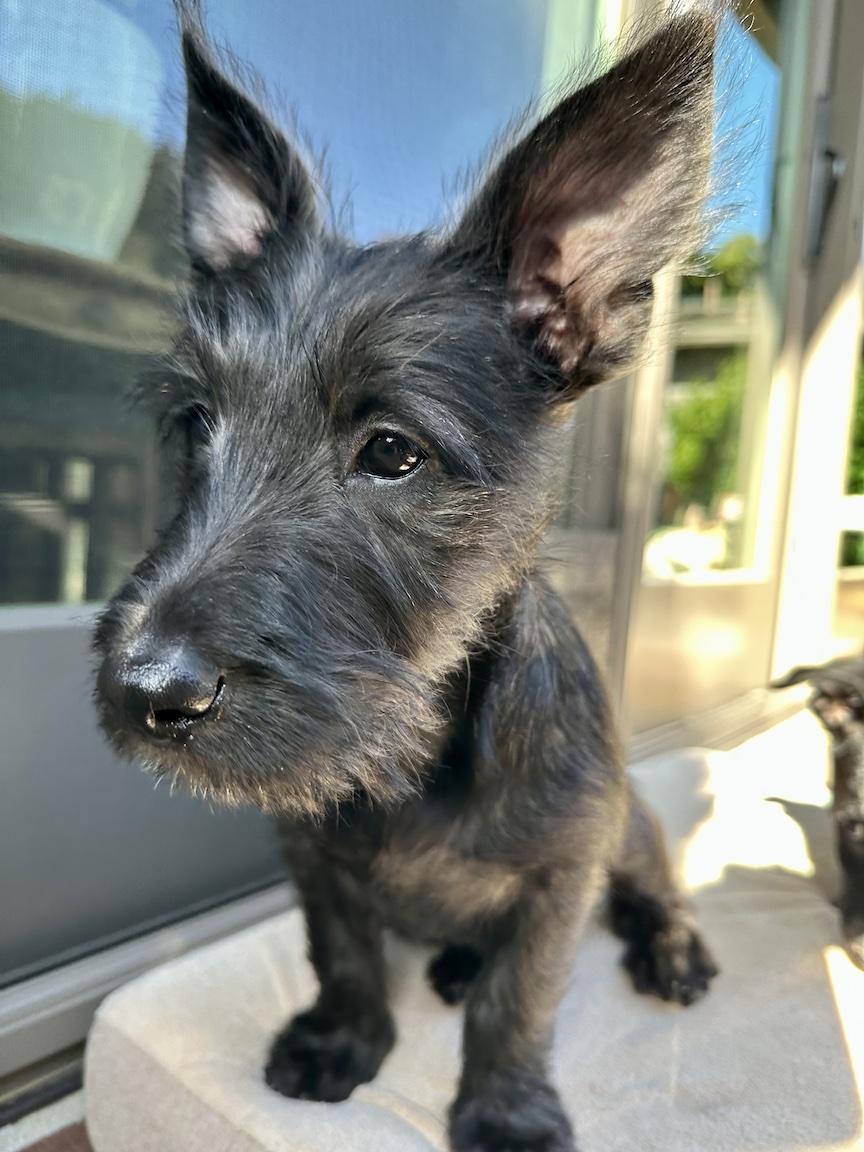 Enlarge Lena (3 Ladies and a Lad), a ADOPTABLE mixed breed in Redwood City, CA image 3/6
