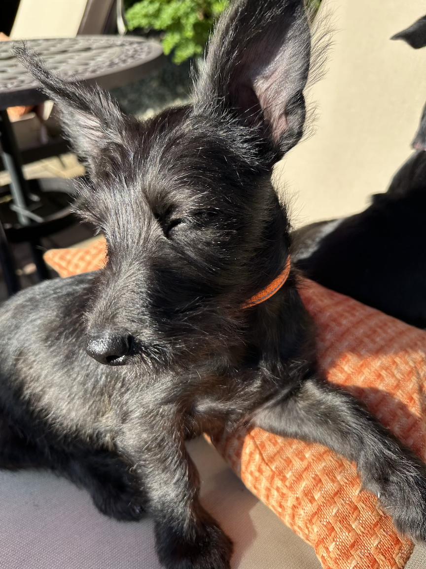 Enlarge Lena (3 Ladies and a Lad), a ADOPTABLE mixed breed in Redwood City, CA image 5/6