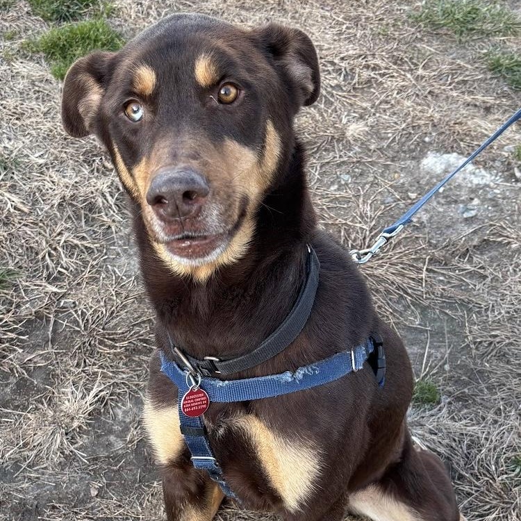 Hershey, a ADOPTABLE Mixed Breed in Gloucester, VA image 4/4