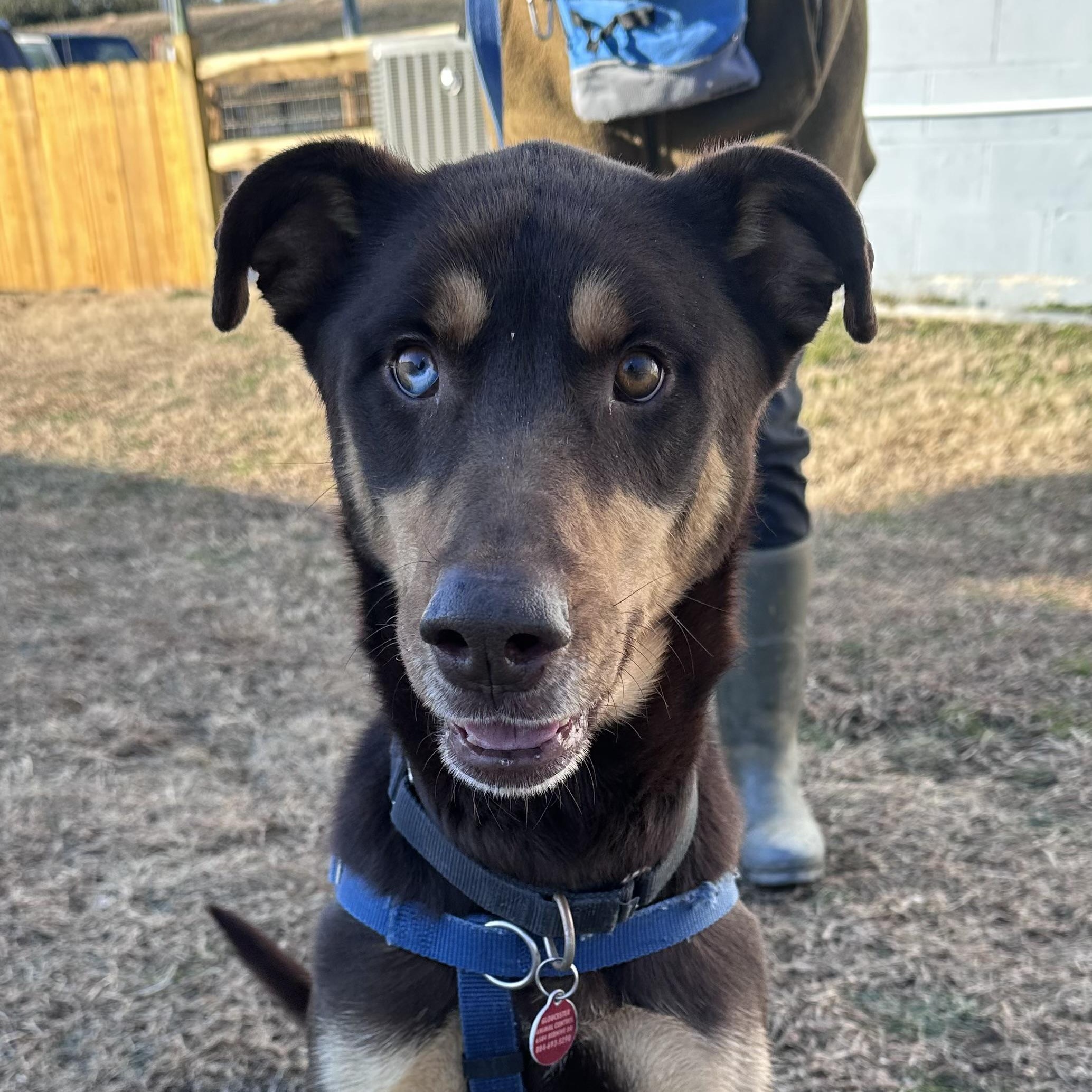 Hershey, a ADOPTABLE Mixed Breed in Gloucester, VA image 1/4