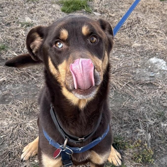 Hershey, a ADOPTABLE Mixed Breed in Gloucester, VA image 3/4