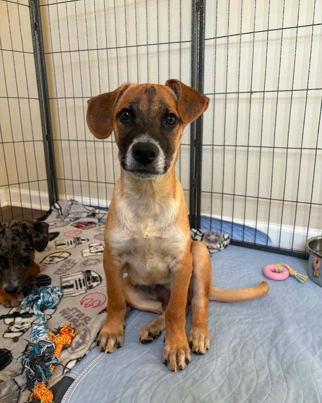 Marshall, a ADOPTABLE Mixed Breed in Nottingham, MD image 4/5
