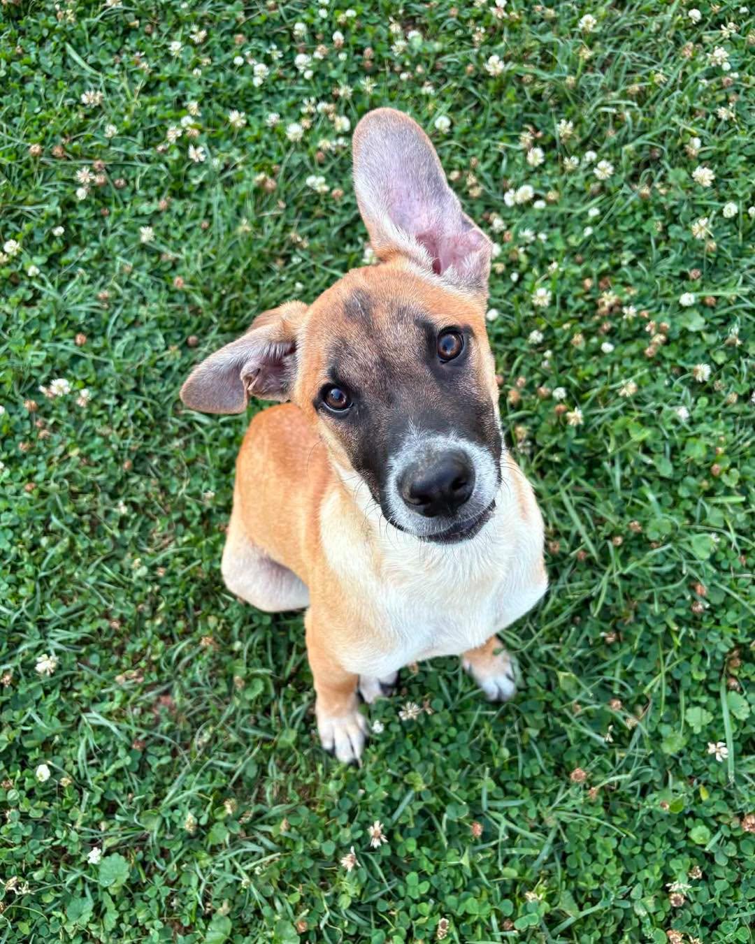 Marshall, ADOPTABLE, Young Male Mixed Breed.