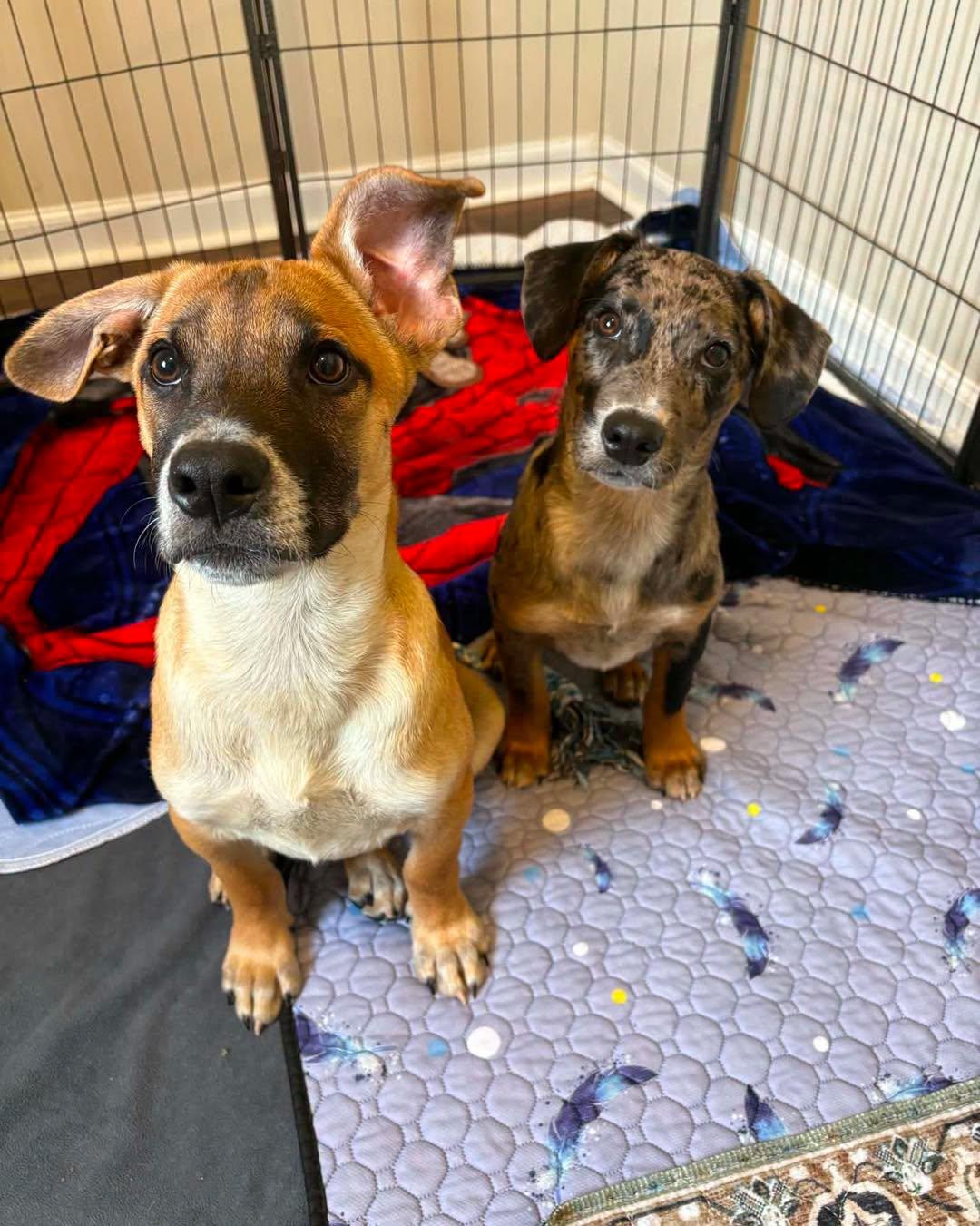 Marshall, a ADOPTABLE Mixed Breed in Nottingham, MD image 2/5